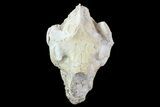 Oreodont (Merycoidodon) Skull - Wyoming #93752-2